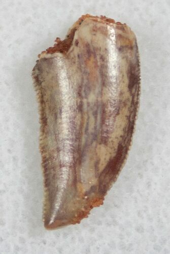 Serrated Raptor Tooth From Morocco - #13675